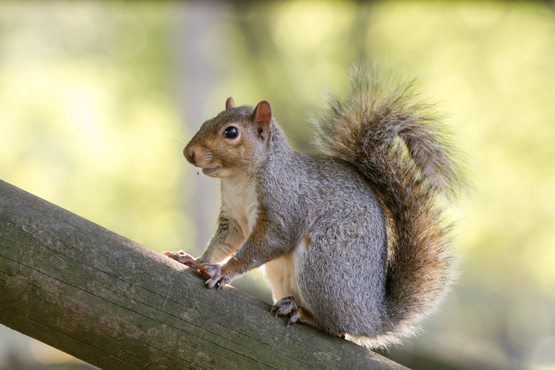 Skunk-squirrel? What is this critter seen in Ohio?