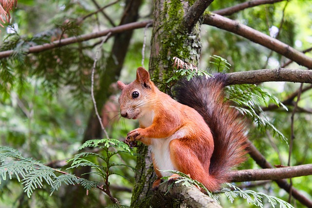 Municipal squirrel removal 