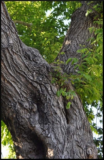 Bee Hive in Tree