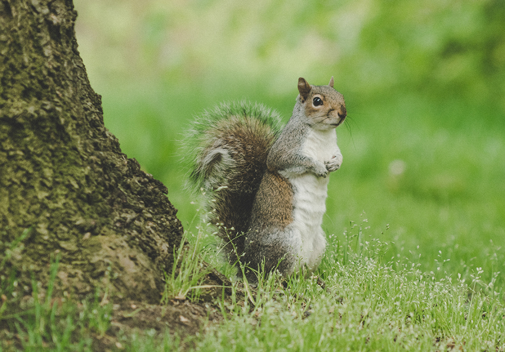 Michigan Wildlife Removal  Squirrel Control Services